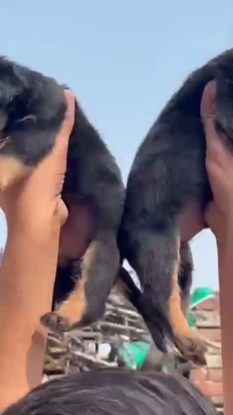 Rottweiler Puppy, farm video