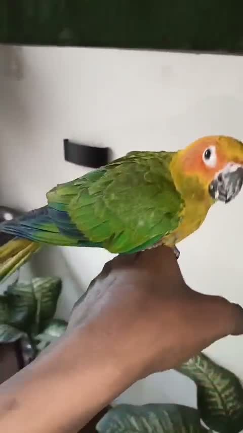 Sun Conure, farm video