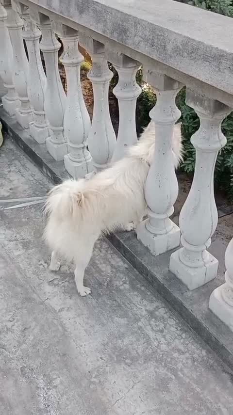 Pomeranian Puppy, farm video