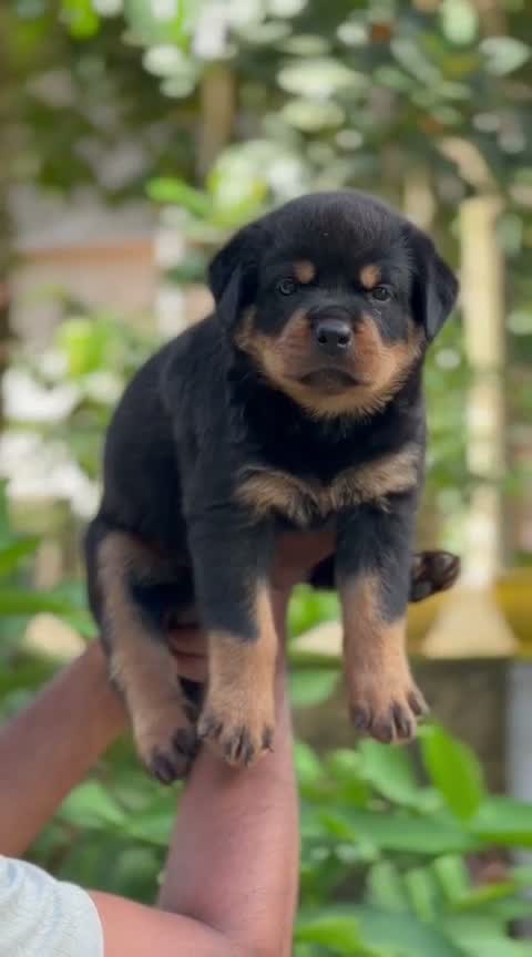 Rottweiler Puppy, farm video