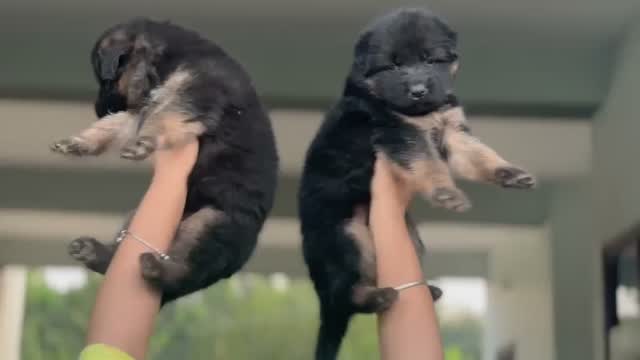 German Shepherd Puppy, farm video