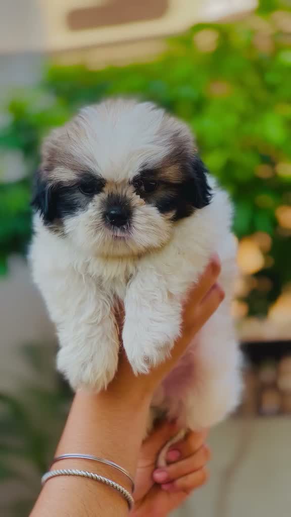 Shih Tzu | Black Color, farm video