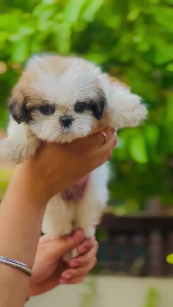 Shih Tzu | Black Color, farm video