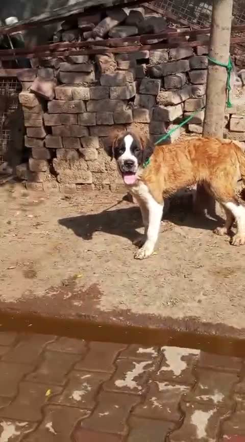Saint Bernard Puppy, farm video