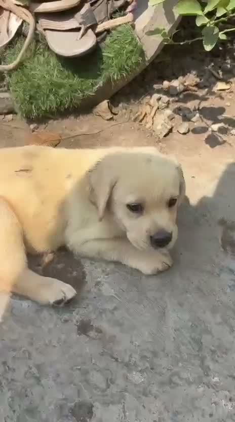 Dachshund Puppy | Brown & Tan, farm video