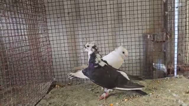 Karnam Pigeon, farm video