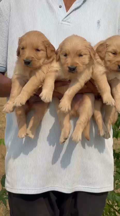 Golden Retriever, farm video