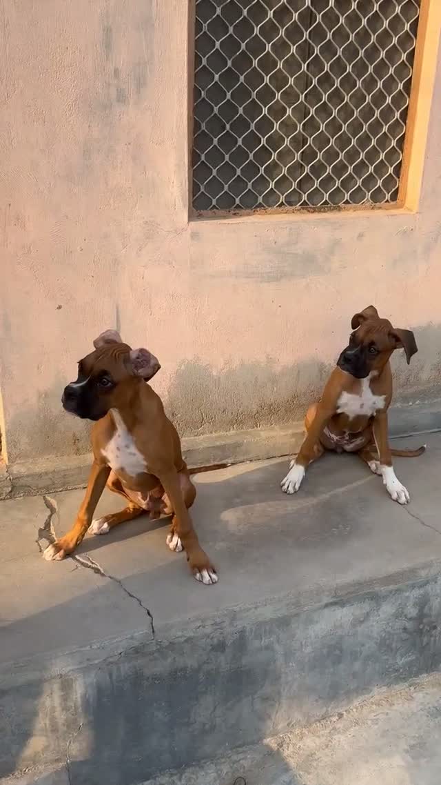 Boxer Puppy, farm video