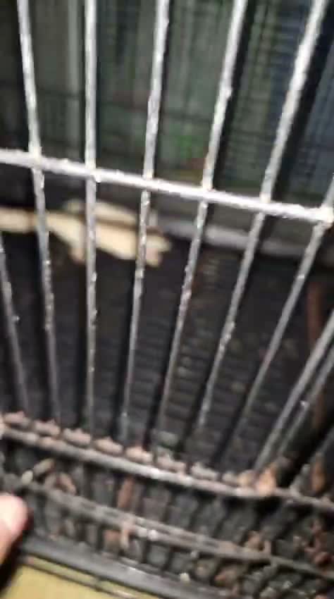 Sugar Glider | Grey, farm video