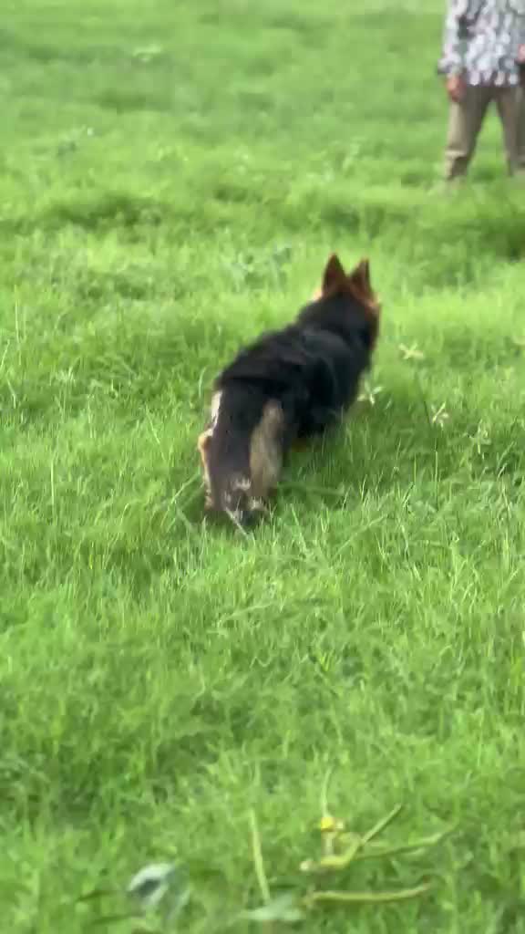 German Shepherd Puppy, farm video