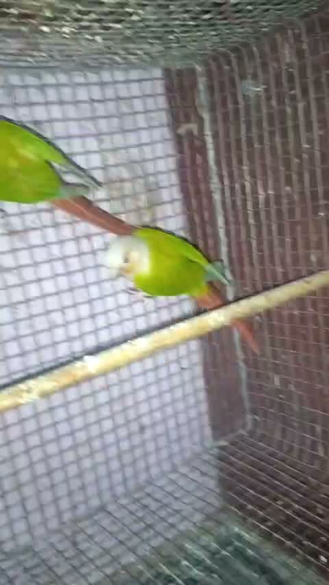 Small Cheek Conure, farm video