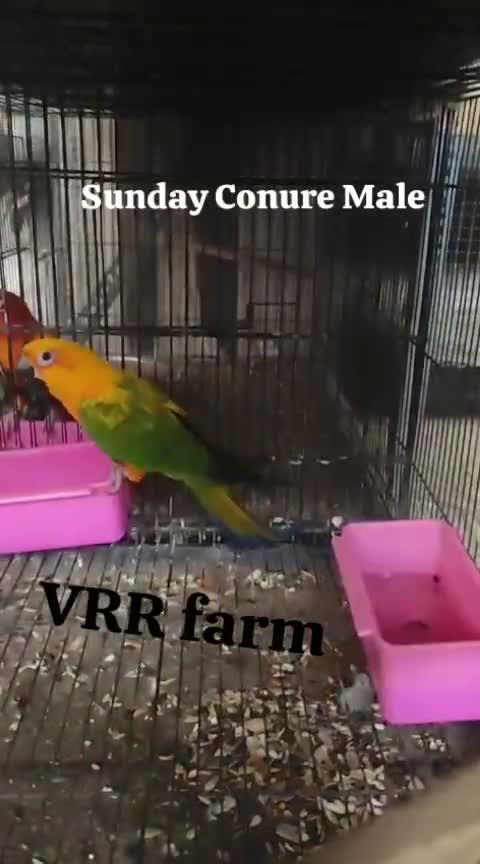 Small Cheek Conure, farm video