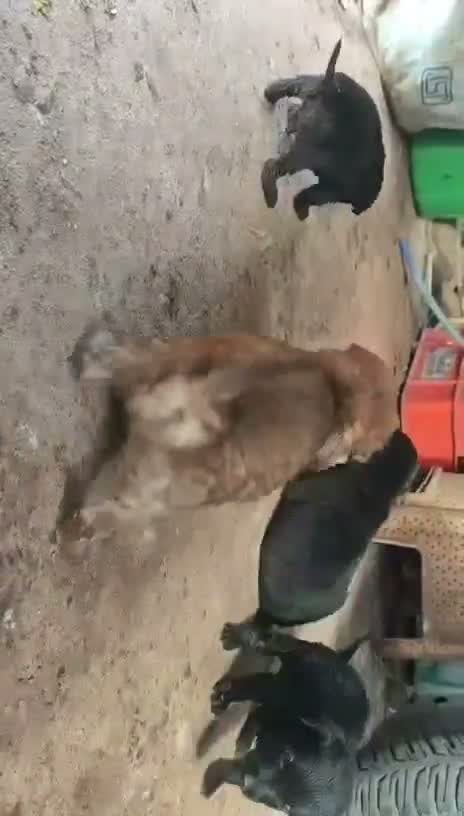 Pomeranian Puppy, farm video