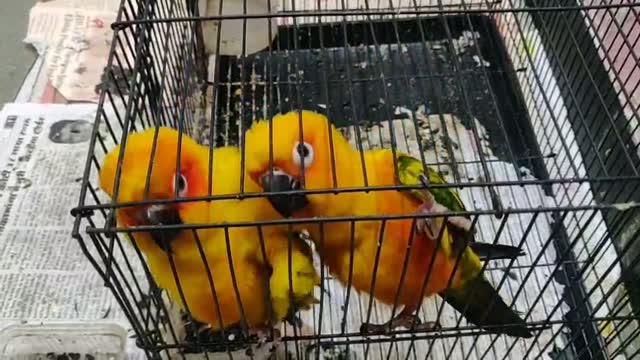 Sun Conure, farm video