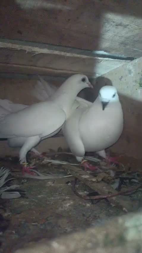 Fantail Pigeon, farm video