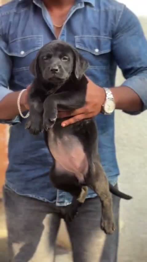 Beagle Black & Tan Puppy, farm video
