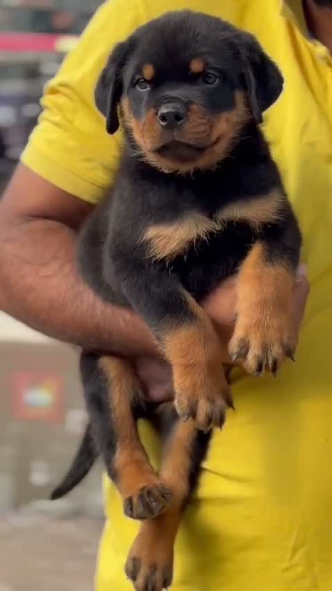 Rottweiler Puppy, farm video