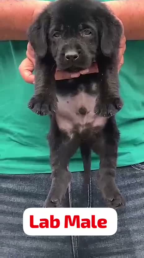 Beagle Black & Tan Puppy, farm video
