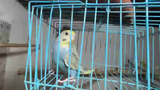 Budgies | Fallow, farm video