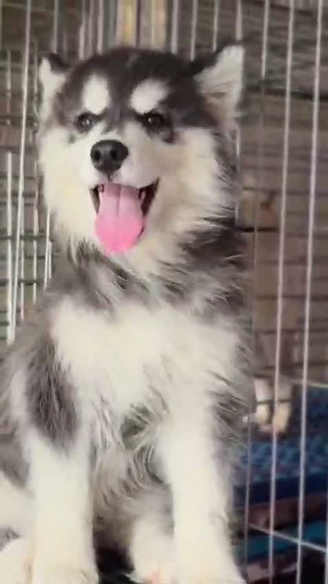Siberian Husky Puppy | Black & White Color, farm video
