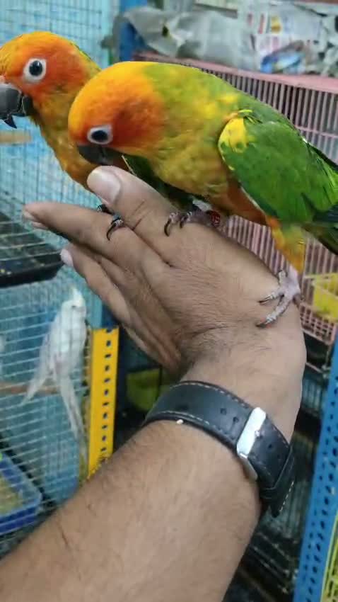 Sun Conure, farm video