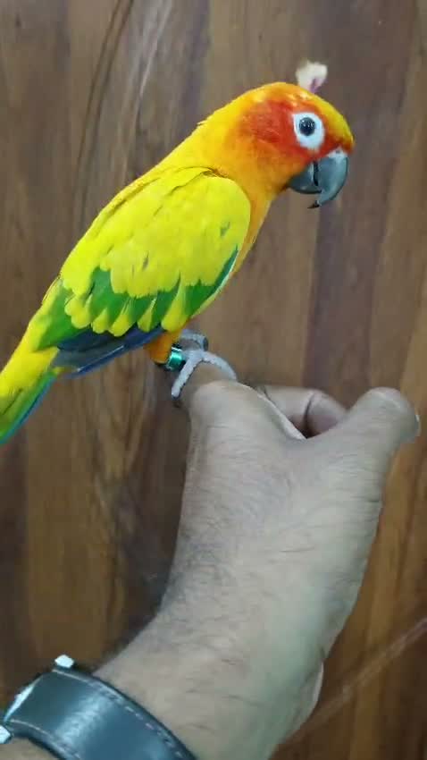 Sun Conure, farm video