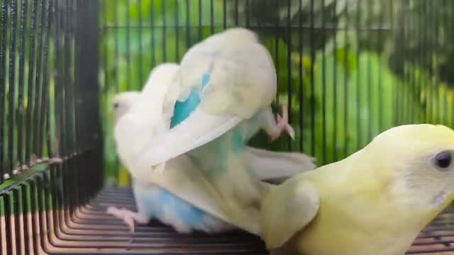 Budgies | Fallow, farm video