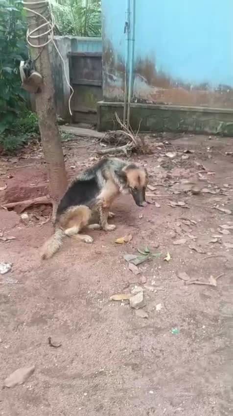 German Shepherd Puppy, farm video