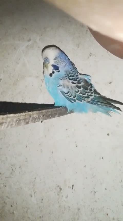 Holland Budgies, farm video