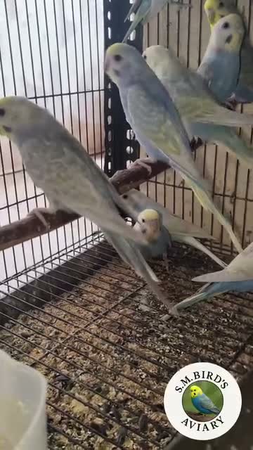 Budgies | Fallow, farm video