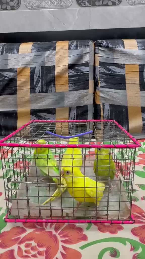 Dachshund Puppy, farm video