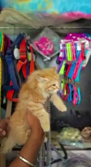 Persian, farm video