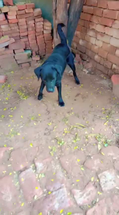 Dachshund Puppy | Brown, farm video