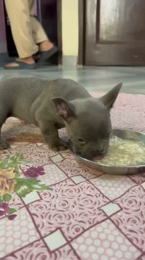French Bulldog Puppy, farm video