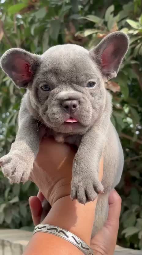 French Bulldog Puppy, farm video
