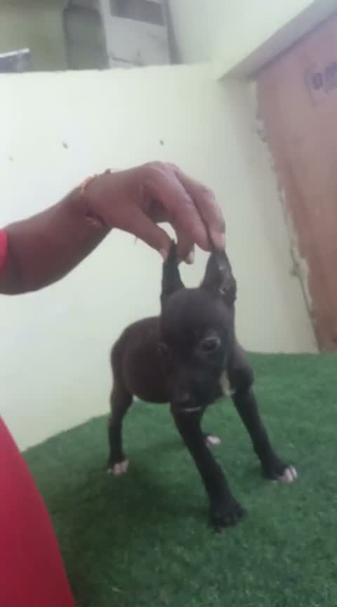 Dachshund Puppy | Brown & Tan, farm video