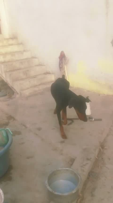 Doberman Pinscher Puppy | Brown & Tan, farm video