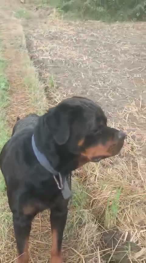Rottweiler Puppy, farm video