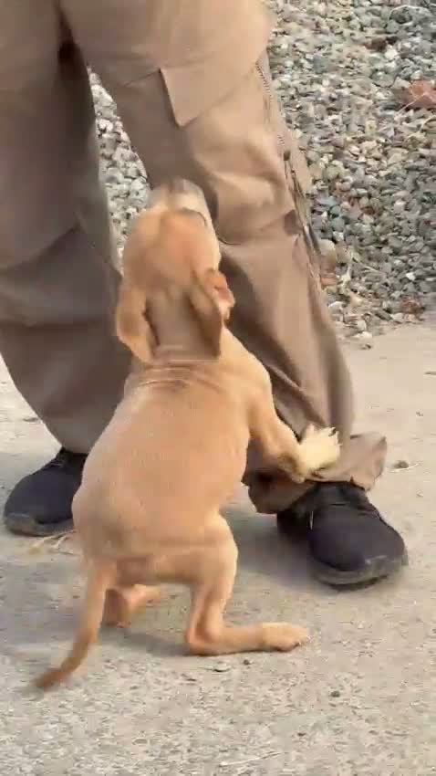 American Bully XL Size Puppy, farm video