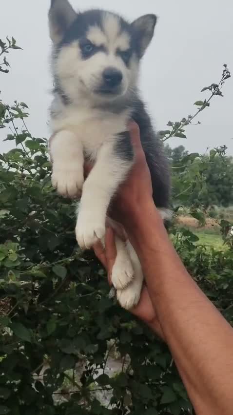 Dachshund Puppy | Brown, farm video