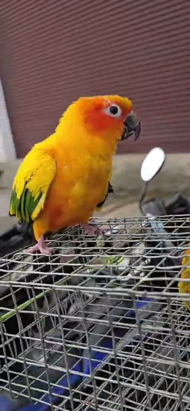 Small Cheek Conure, farm video