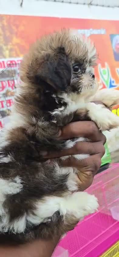 Dachshund Puppy | Brown & Tan, farm video