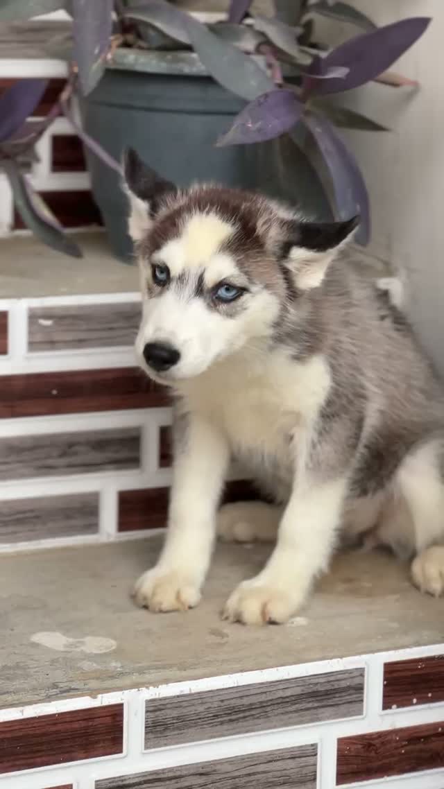Siberian Husky Puppy | Black & White Color, farm video