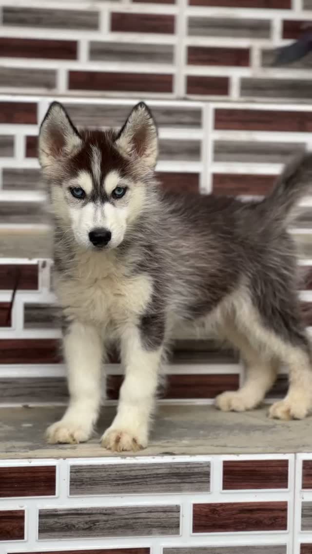 Siberian Husky Puppy | Black & White Color, farm video