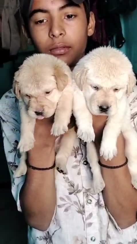 Labrador Retriever Puppy, farm video