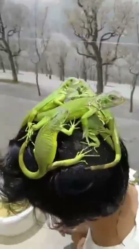 Iguana, farm video
