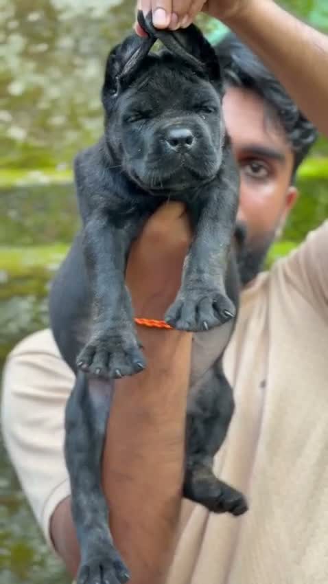 Cane Corso Puppy, farm video