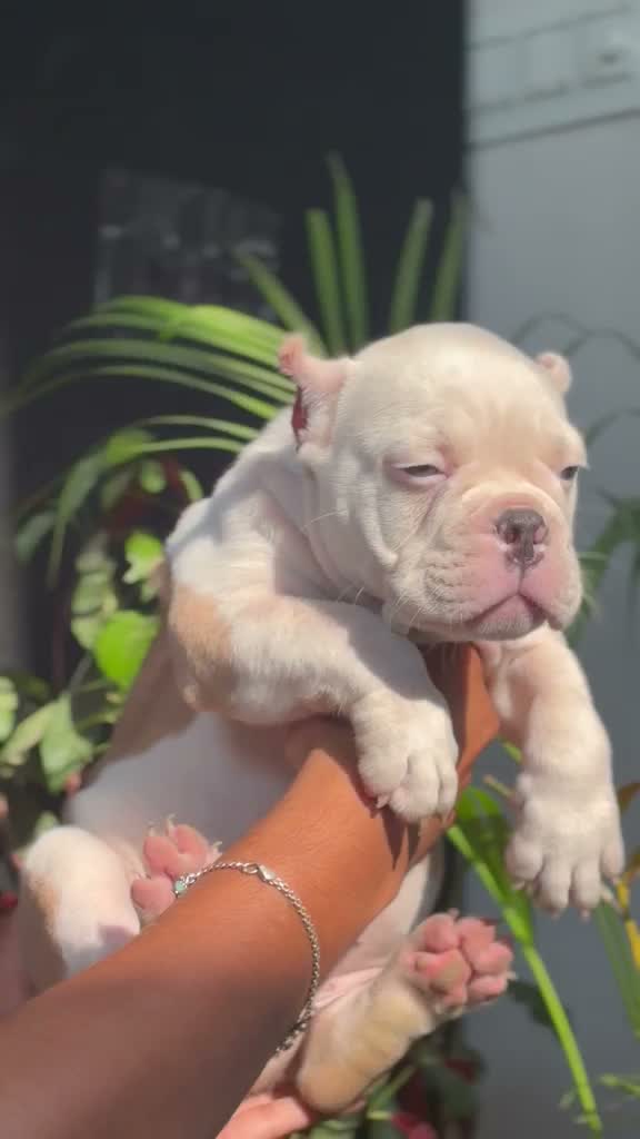 Dachshund Puppy | Brown & Tan, farm video