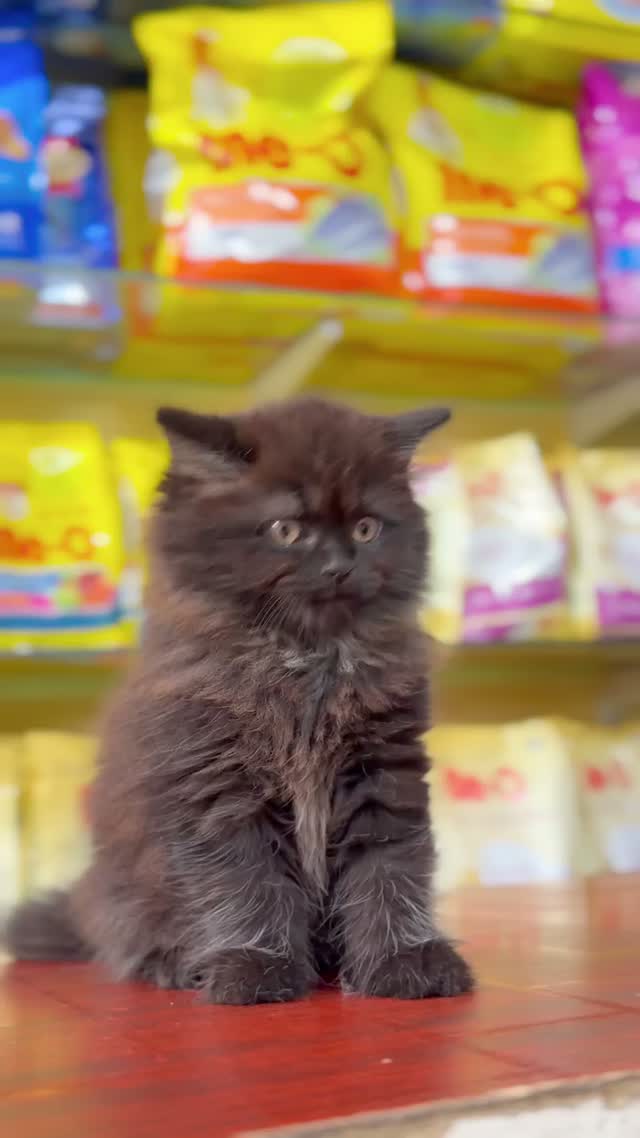 Persian, farm video
