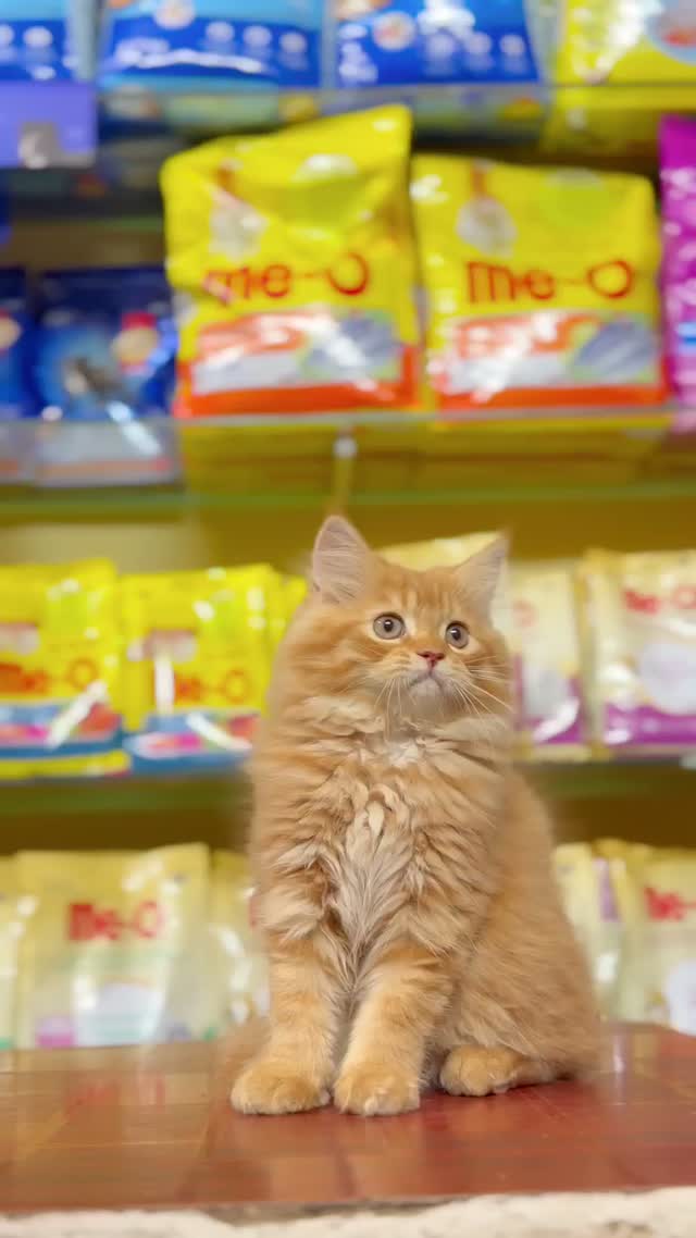 Persian, farm video